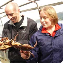 Examining freshly caught crabs from Loch Carron